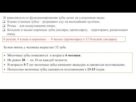 В зависимости от функционирования зубы делят на следующие виды: Клыки