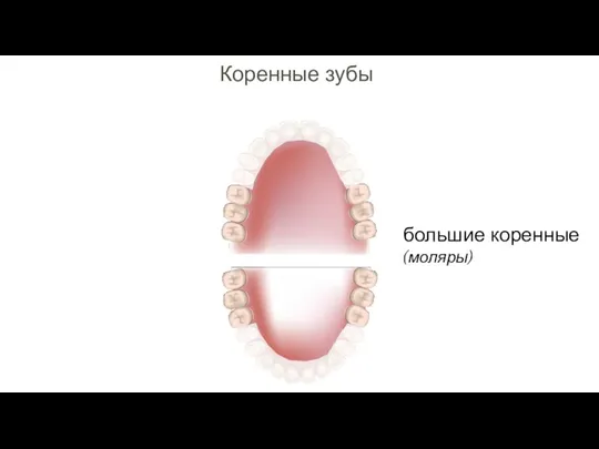 Коренные зубы большие коренные (моляры)