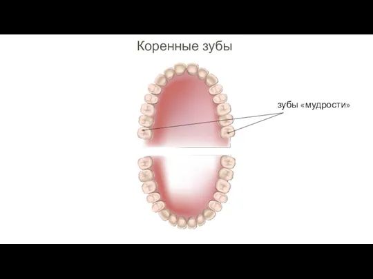 Коренные зубы