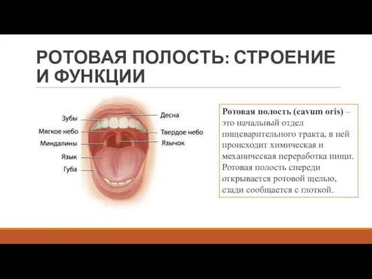 РОТОВАЯ ПОЛОСТЬ: СТРОЕНИЕ И ФУНКЦИИ Ротовая полость (cavum oris) –