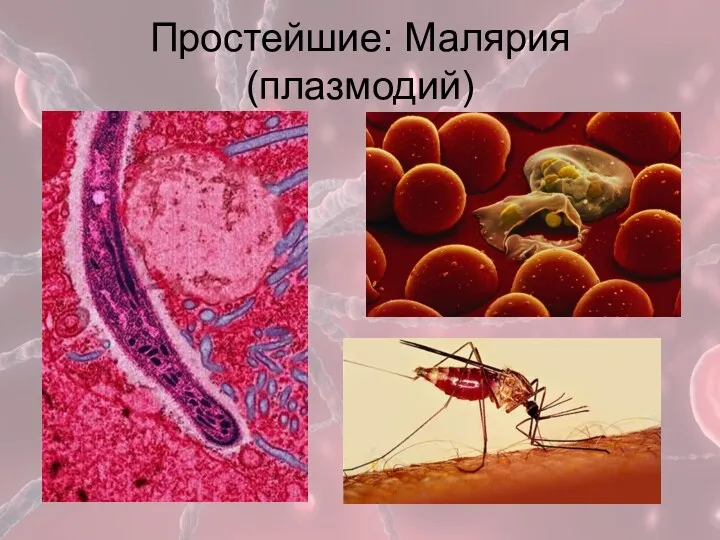 Простейшие: Малярия (плазмодий)