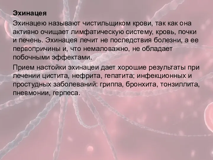 Эхинацея Эхинацею называют чистильщиком крови, так как она активно очищает