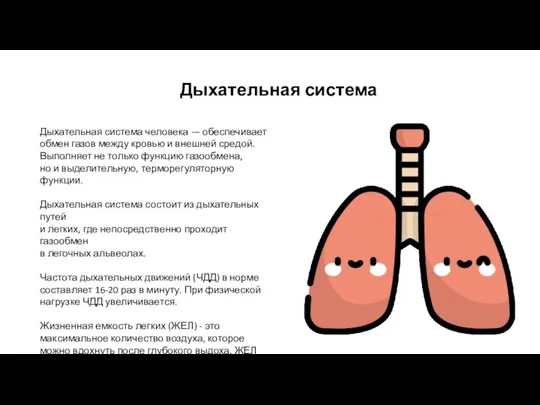 Дыхательная система Дыхательная система человека — обеспечивает обмен газов между кровью и внешней