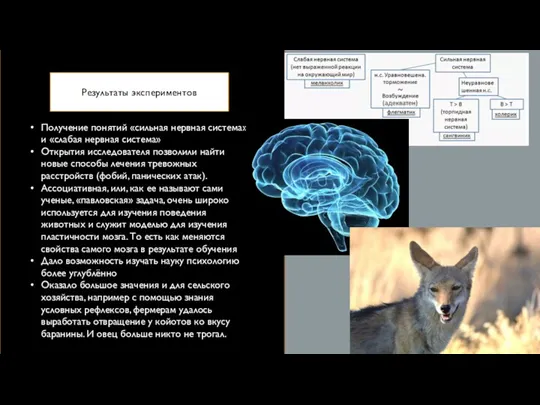 Результаты экспериментов о== Получение понятий «сильная нервная система» и «слабая нервная система» Открытия