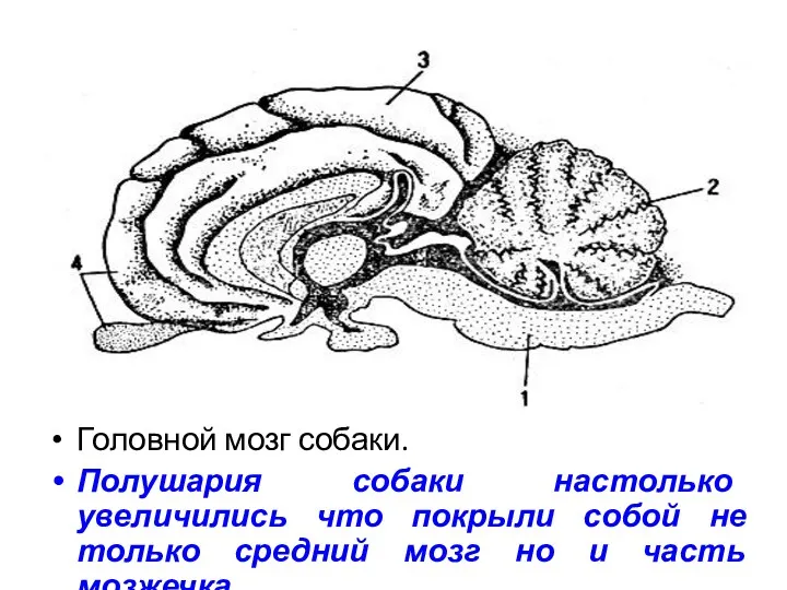 Головной мозг собаки. Полушария собаки настолько увеличились что покрыли собой