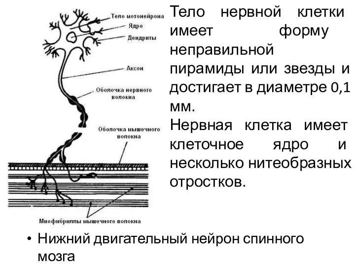 Нижний двигательный нейрон спинного мозга Тело нервной клетки имеет форму