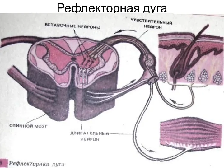 Рефлекторная дуга