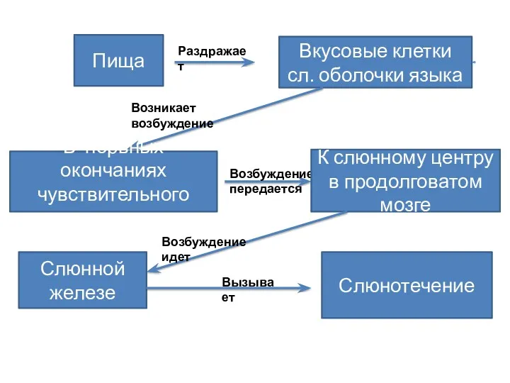 Пища Раздражает Вкусовые клетки сл. оболочки языка Возникает возбуждение В