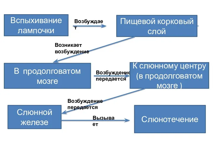 Вспыхивание лампочки Возбуждает Пищевой корковый слой Возникает возбуждение В продолговатом