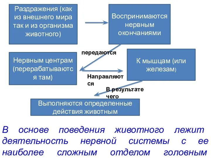 Раздражения (как из внешнего мира так и из организма животного)