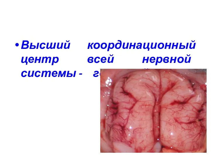 Высший координационный центр всей нервной системы - головной мозг.