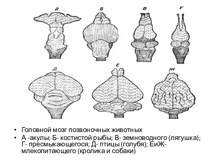 Головной мозг позвоночных животных А -акулы; Б- костистой рыбы; В-