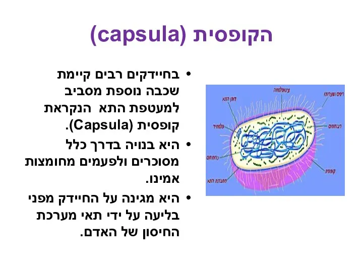 בחיידקים רבים קיימת שכבה נוספת מסביב למעטפת התא הנקראת קופסית (Capsula). היא בנויה