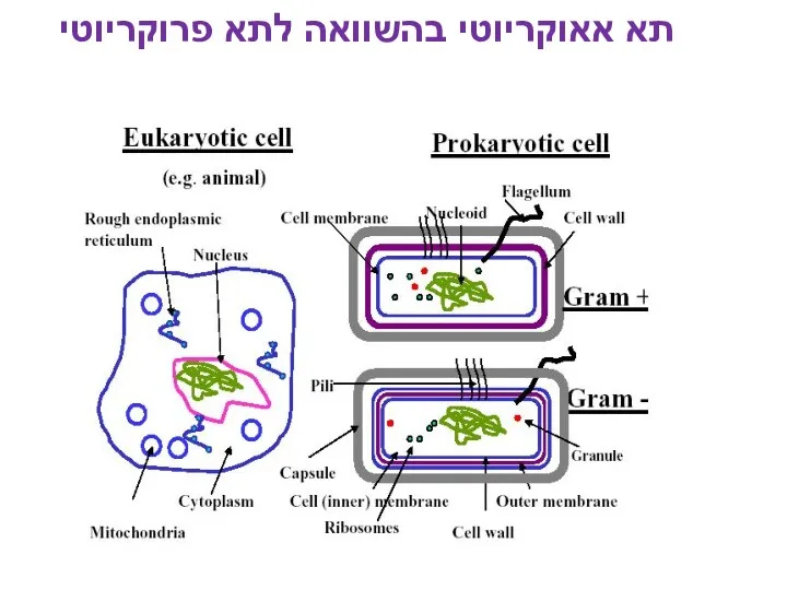 תא אאוקריוטי בהשוואה לתא פרוקריוטי