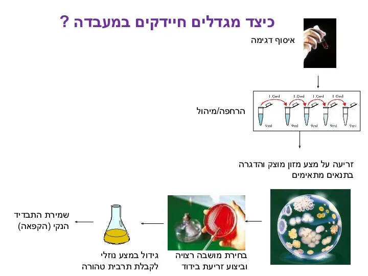 כיצד מגדלים חיידקים במעבדה ? איסוף דגימה זריעה על מצע מזון מוצק והדגרה