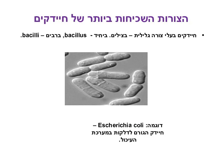 חיידקים בעלי צורה גלילית – בצילים. ביחיד - bacillus, ברבים – bacilli. הצורות