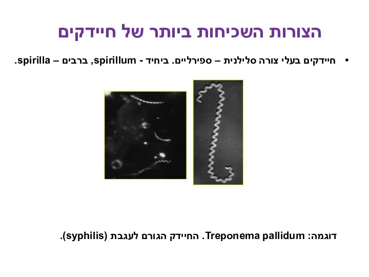 חיידקים בעלי צורה סלילנית – ספירליים. ביחיד - spirillum, ברבים – spirilla. דוגמה: