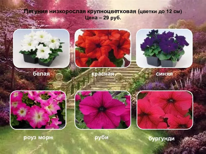 Петуния низкорослая крупноцветковая (цветки до 12 см) Цена – 29 руб.