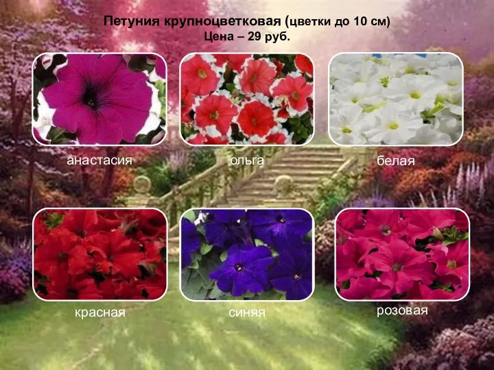Петуния крупноцветковая (цветки до 10 см) Цена – 29 руб.