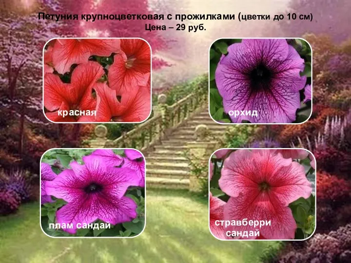 Петуния крупноцветковая с прожилками (цветки до 10 см) Цена – 29 руб.