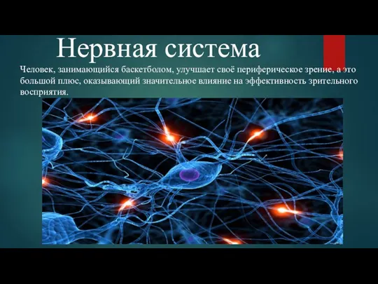 Нервная система Человек, занимающийся баскетболом, улучшает своё периферическое зрение, а