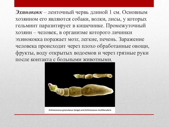 Эхинококк – ленточный червь длиной 1 см. Основным хозяином его являются собаки, волки,