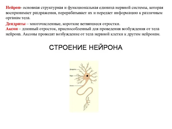 Нейрон- основная структурная и функциональная единица нервной системы, которая воспринимает