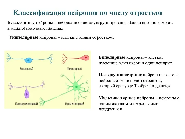 Классификация нейронов по числу отростков Безаксонные нейроны – небольшие клетки,