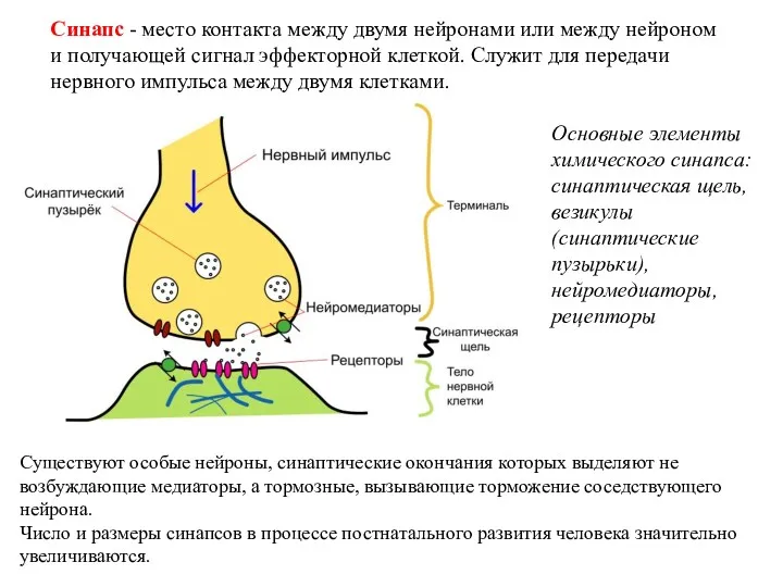 Синапс - место контакта между двумя нейронами или между нейроном