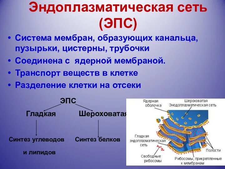 Эндоплазматическая сеть (ЭПС) Система мембран, образующих канальца, пузырьки, цистерны, трубочки