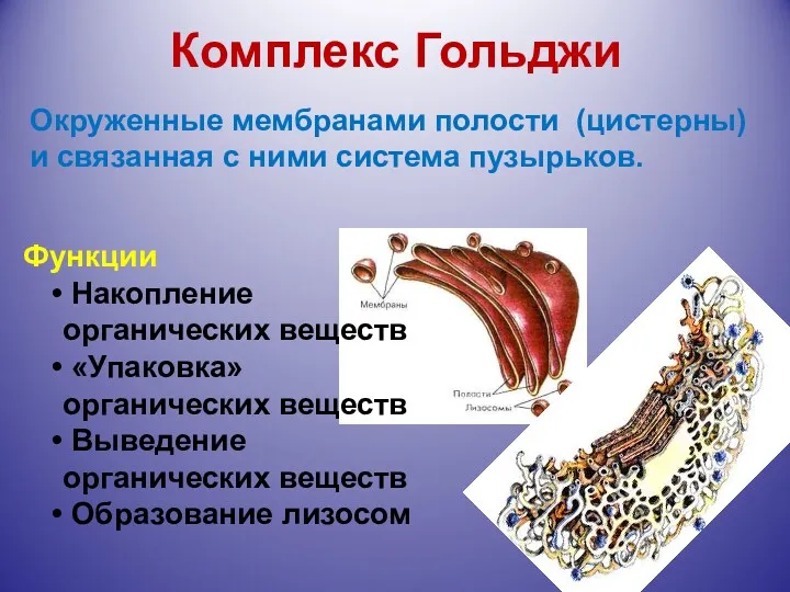 Комплекс Гольджи Функции Накопление органических веществ «Упаковка» органических веществ Выведение