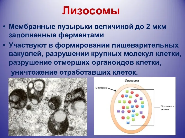 Лизосомы Мембранные пузырьки величиной до 2 мкм заполненные ферментами Участвуют