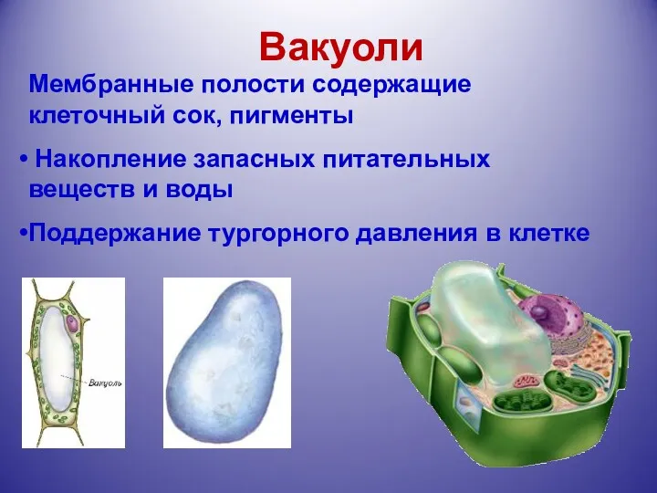 Вакуоли Мембранные полости содержащие клеточный сок, пигменты Накопление запасных питательных