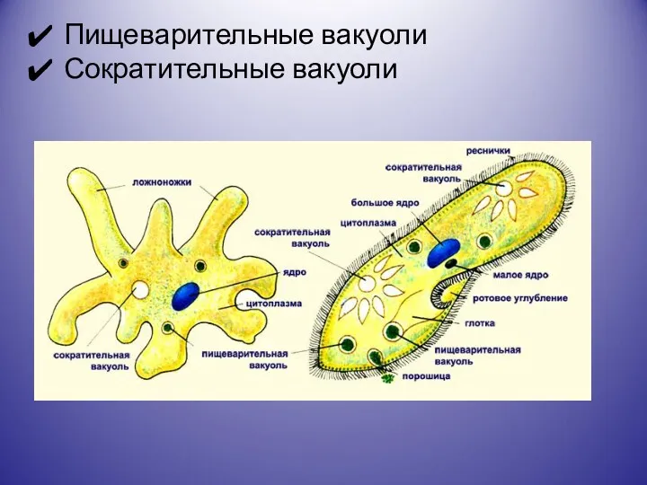 Пищеварительные вакуоли Сократительные вакуоли