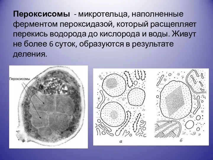 Пероксисомы - микротельца, наполненные ферментом пероксидазой, который расщепляет перекись водорода