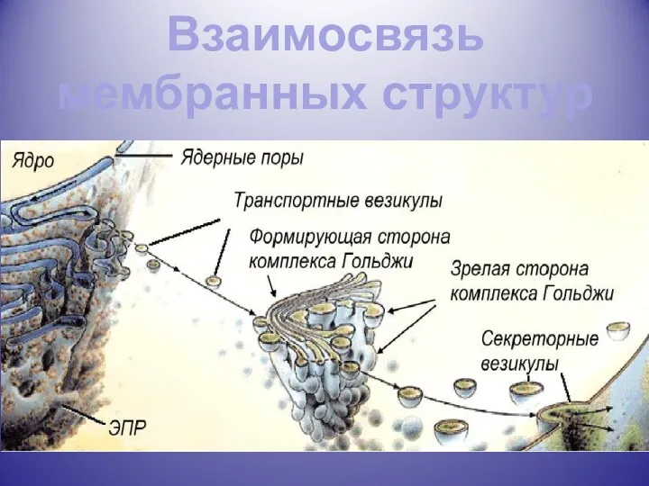 Взаимосвязь мембранных структур