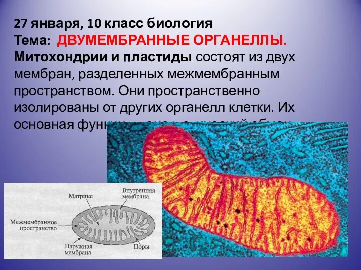 27 января, 10 класс биология Тема: ДВУМЕМБРАННЫЕ ОРГАНЕЛЛЫ. Митохондрии и