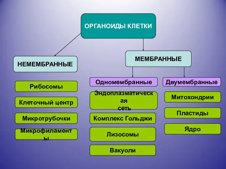 ОРГАНОИДЫ КЛЕТКИ НЕМЕМБРАННЫЕ МЕМБРАННЫЕ Одномембранные Двумембранные Рибосомы Клеточный центр Микротрубочки