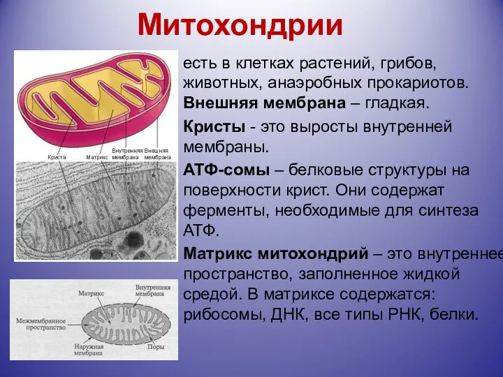 Митохондрии есть в клетках растений, грибов, животных, анаэробных прокариотов. Внешняя