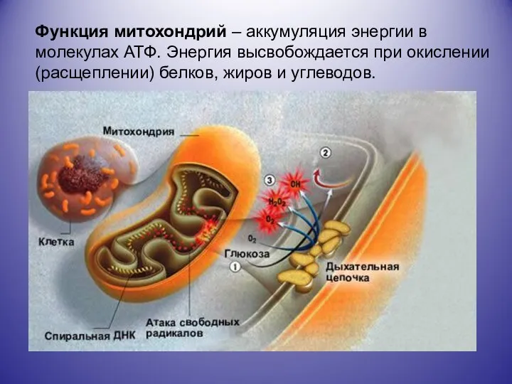 Функция митохондрий – аккумуляция энергии в молекулах АТФ. Энергия высвобождается