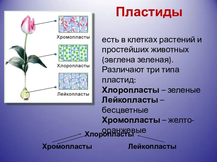 Пластиды Хлоропласты Хромопласты Лейкопласты есть в клетках растений и простейших