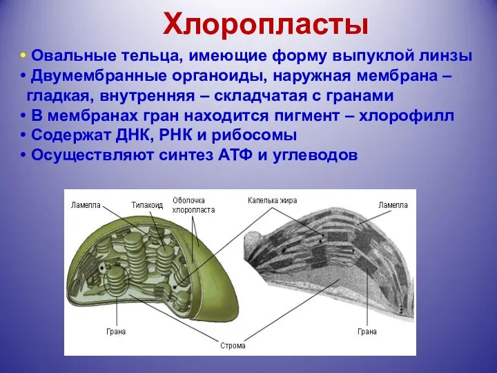 Овальные тельца, имеющие форму выпуклой линзы Двумембранные органоиды, наружная мембрана