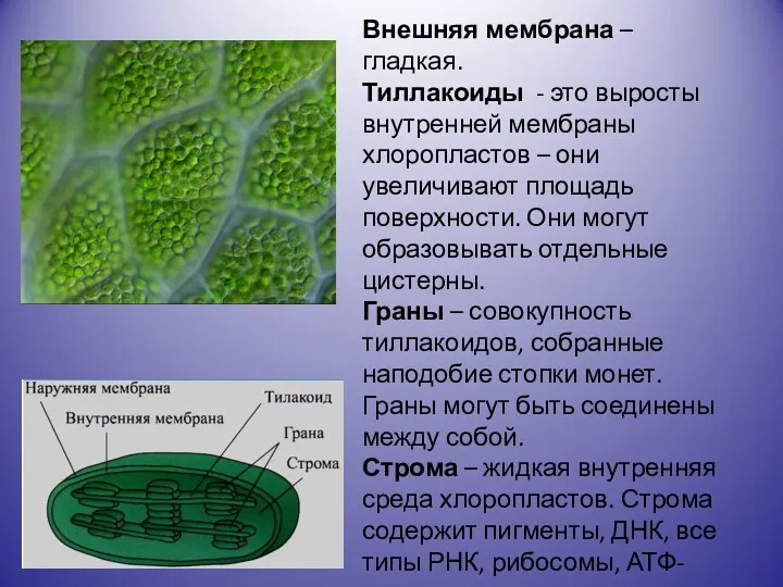 Внешняя мембрана – гладкая. Тиллакоиды - это выросты внутренней мембраны