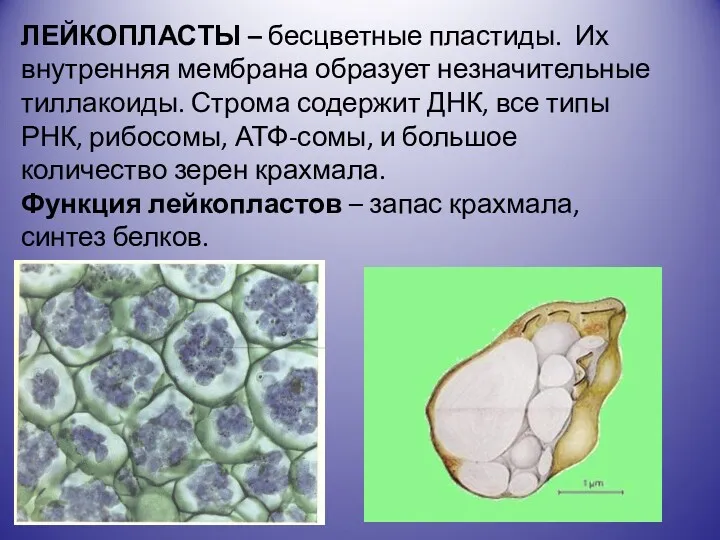 ЛЕЙКОПЛАСТЫ – бесцветные пластиды. Их внутренняя мембрана образует незначительные тиллакоиды.