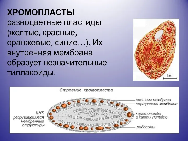 ХРОМОПЛАСТЫ – разноцветные пластиды (желтые, красные, оранжевые, синие…). Их внутренняя мембрана образует незначительные тиллакоиды.