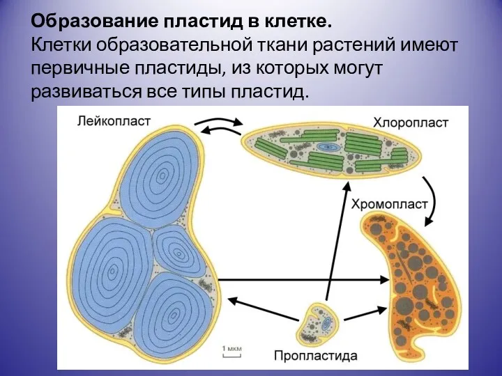 Образование пластид в клетке. Клетки образовательной ткани растений имеют первичные