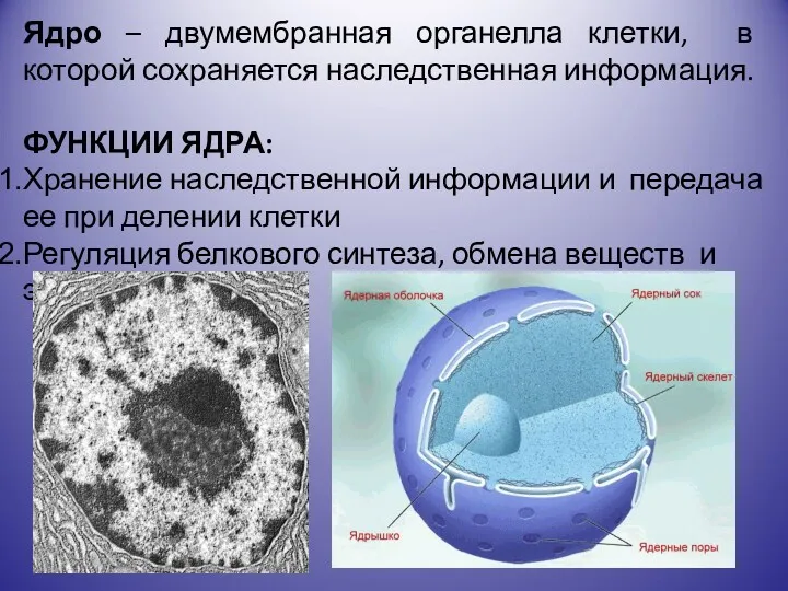 Ядро – двумембранная органелла клетки, в которой сохраняется наследственная информация.