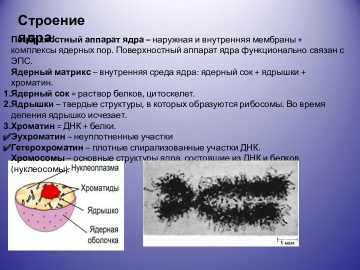 Строение ядра: Поверхностный аппарат ядра – наружная и внутренняя мембраны