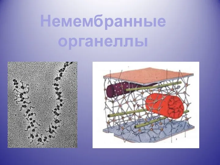 Немембранные органеллы