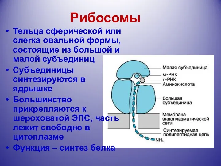 Рибосомы Тельца сферической или слегка овальной формы, состоящие из большой